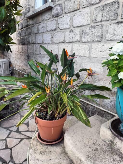 Charmant Appart Avec Jardin Aigues-Mortes Eksteriør billede
